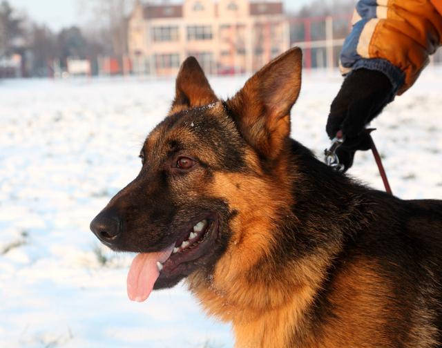 德国牧羊犬外表霸气威猛,透露出一股锋芒,让人感觉十分帅气.