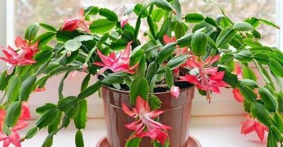 怎么养蟹爪兰长得快记住这两点 a7c41e7ffa664775a5a56c9e6425bff2.jpeg