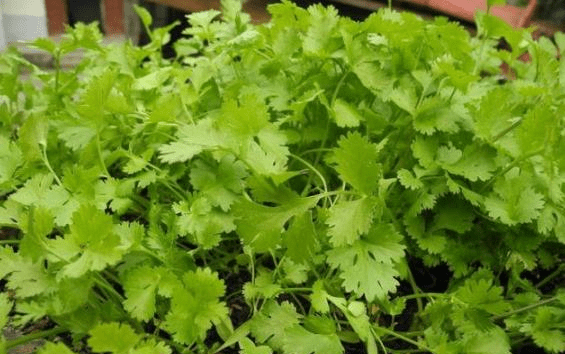 什么时候种香菜好 1820da28e0e340729dfa27770963db7a.png