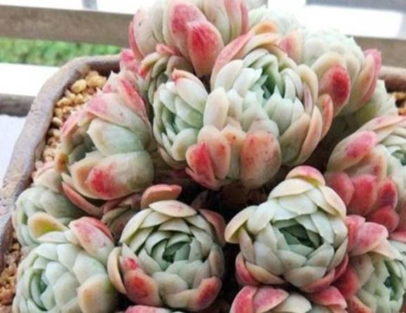 多肉小白药有效果吗 26f4982d033e47be9d6feaf65c0f0c21.jpeg