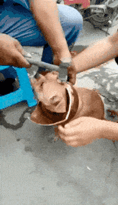 [来点小菜]我这傻媳妇还有救吗？我还能要吗？-BB姬