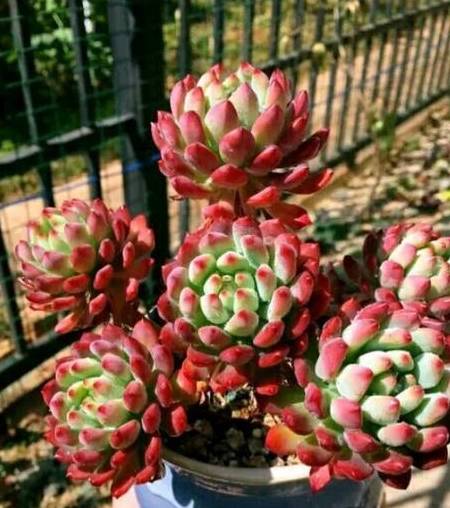 多肉小花匠 760fb3ff66ff4ae49d920f5297a58951.jpeg