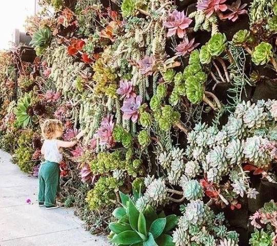 多肉怎么长粗不长高 9ef994a0c20d435fa120983eec19e736.jpeg