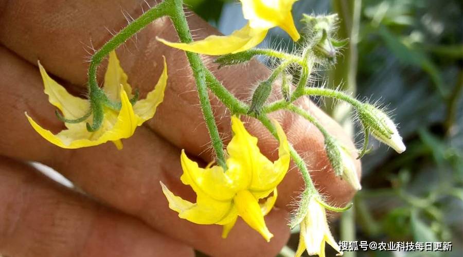 番茄属于自花授粉植物,属于两性花一朵花上既有雌蕊又有雄蕊,一般在