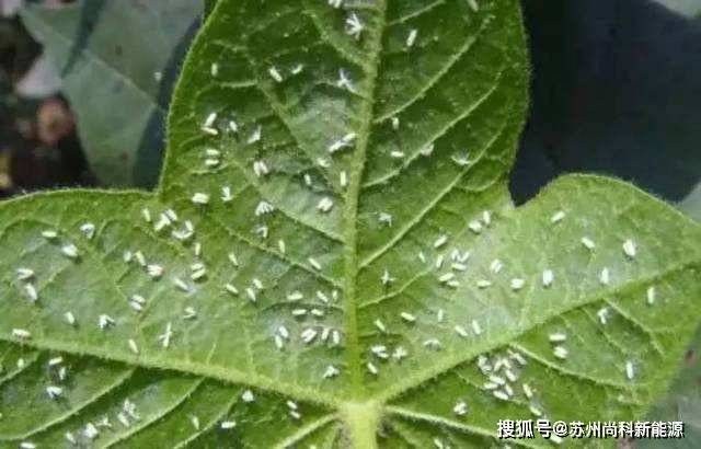 绿叶蔬菜种植的方法 e6bc9d46660f4fbd81eae455ed162aa6.jpeg