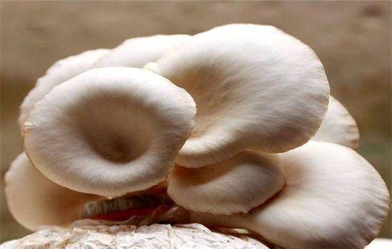 血压|女人常吃，帮助消化，美容养颜，对抗衰老营养又美味的3物