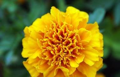 零食|没事吃点“零食”,一月一次,花开盆盆红养盆“康乃馨”