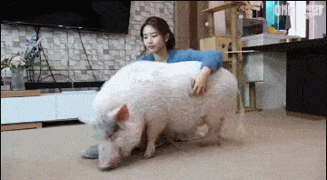 妹子的宠物猪跟狗狗一样聪明,为了它们主人特意搬到郊区