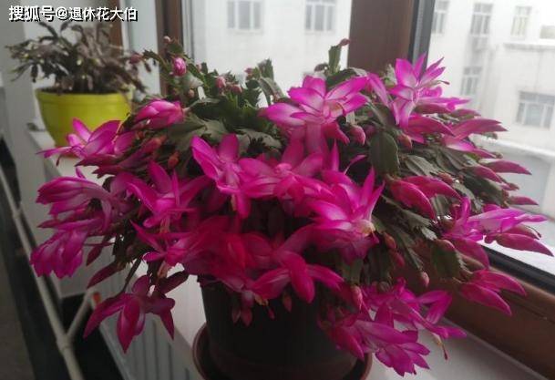 蟹爪兰怎样养护才能长得更好 6e58850054164afebed532ca003ffe1c.jpeg