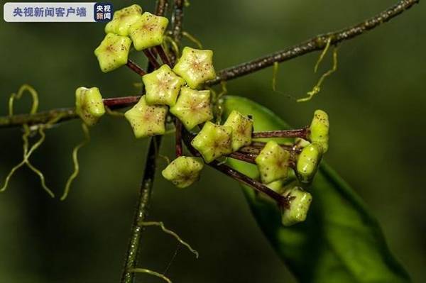 云南龙陵首次发现高黎贡球兰,不仅丰富了小黑山保护区野生球兰花卉