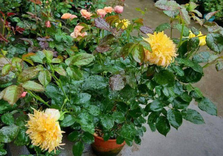 原创烟花波浪,本是月季却开成了菊花的模样,夏季绚丽绽放似烟花!