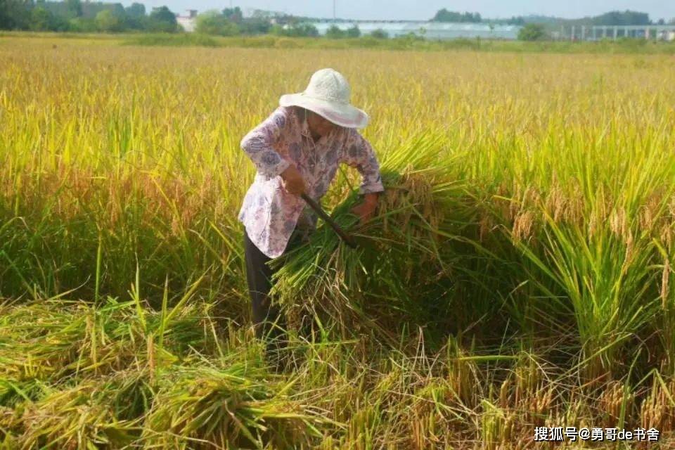 农村留守老人坚守种地的现状如何改变