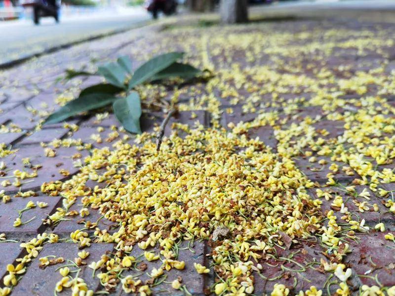 乡愁老家盐亭桂花浸染的秋天