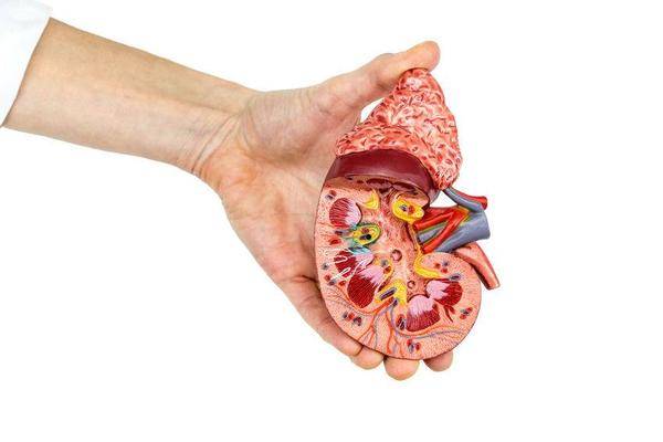 先知|肾脏病变，小便先知？小便时出现三种迹象，当心尿毒症正在靠近