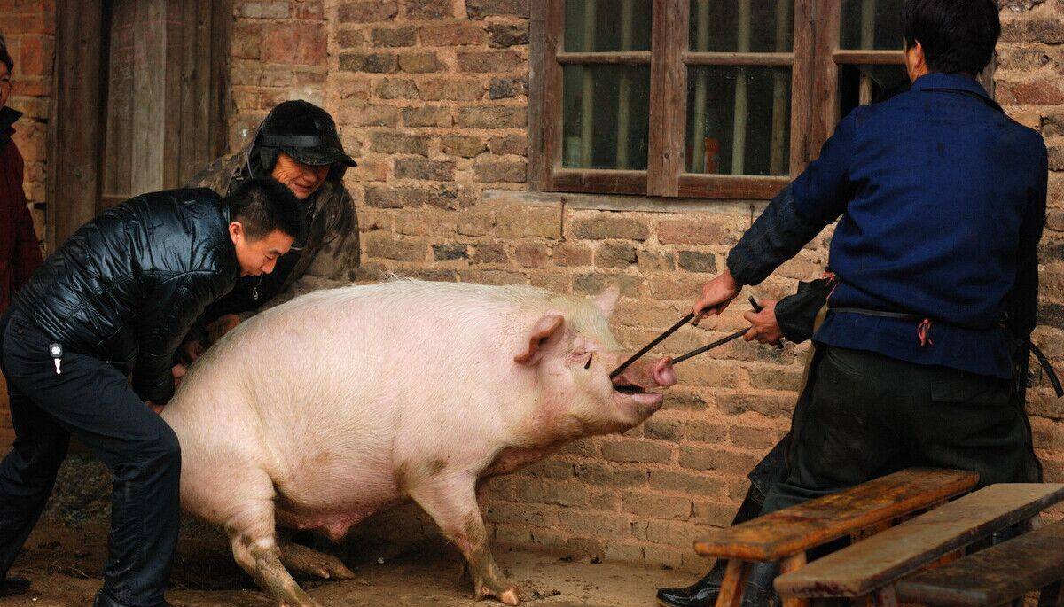 为何农村中杀猪都会喜欢保留猪苦胆?