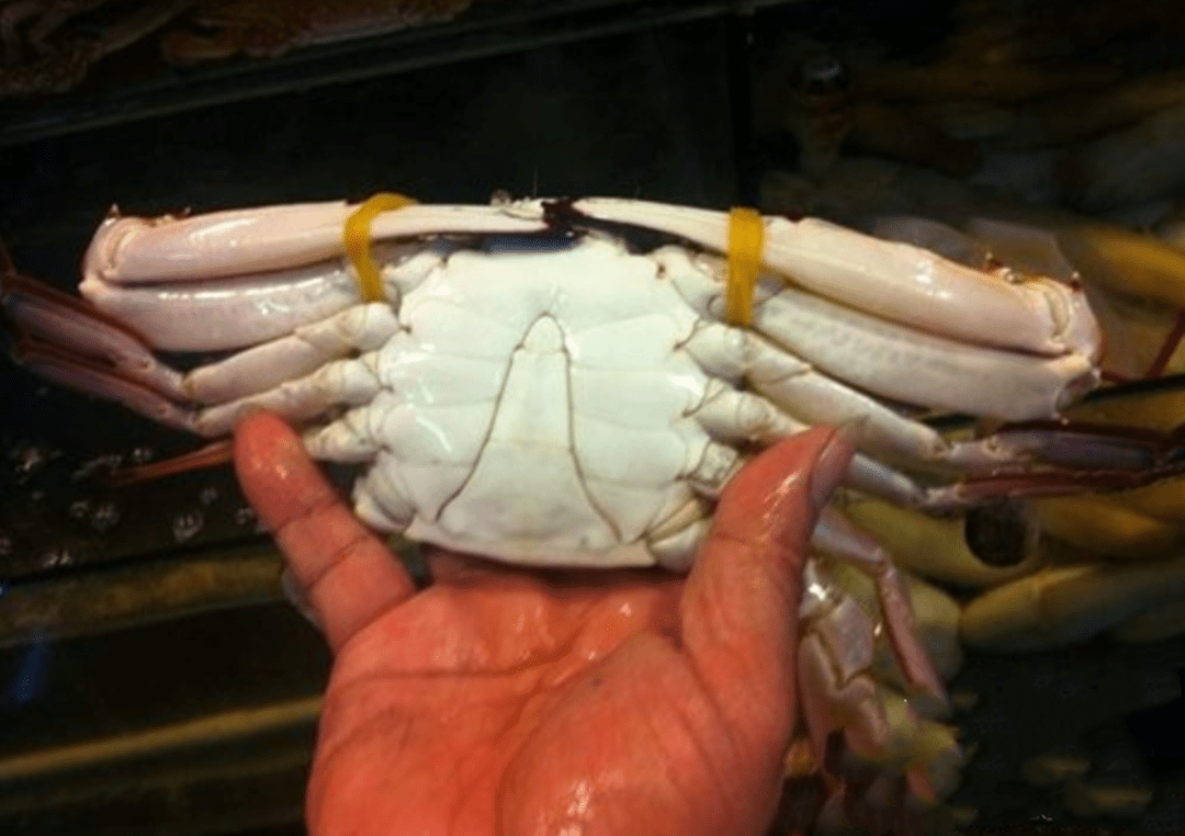 1,看螃蟹的肚子.