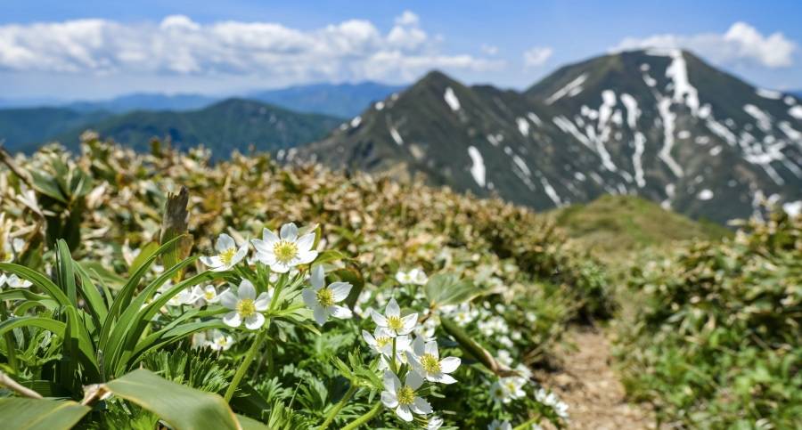 十一前家电市场突然焦虑,美的索尼海信京东方创维OPPO再破圈-家电圈官网