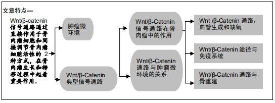 wnt/β-catenin信号通路在骨肉瘤与骨重建及血管生成中的多重话题