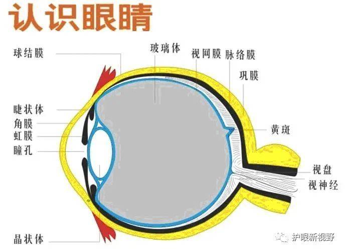 晶状体异常包括哪些呢?