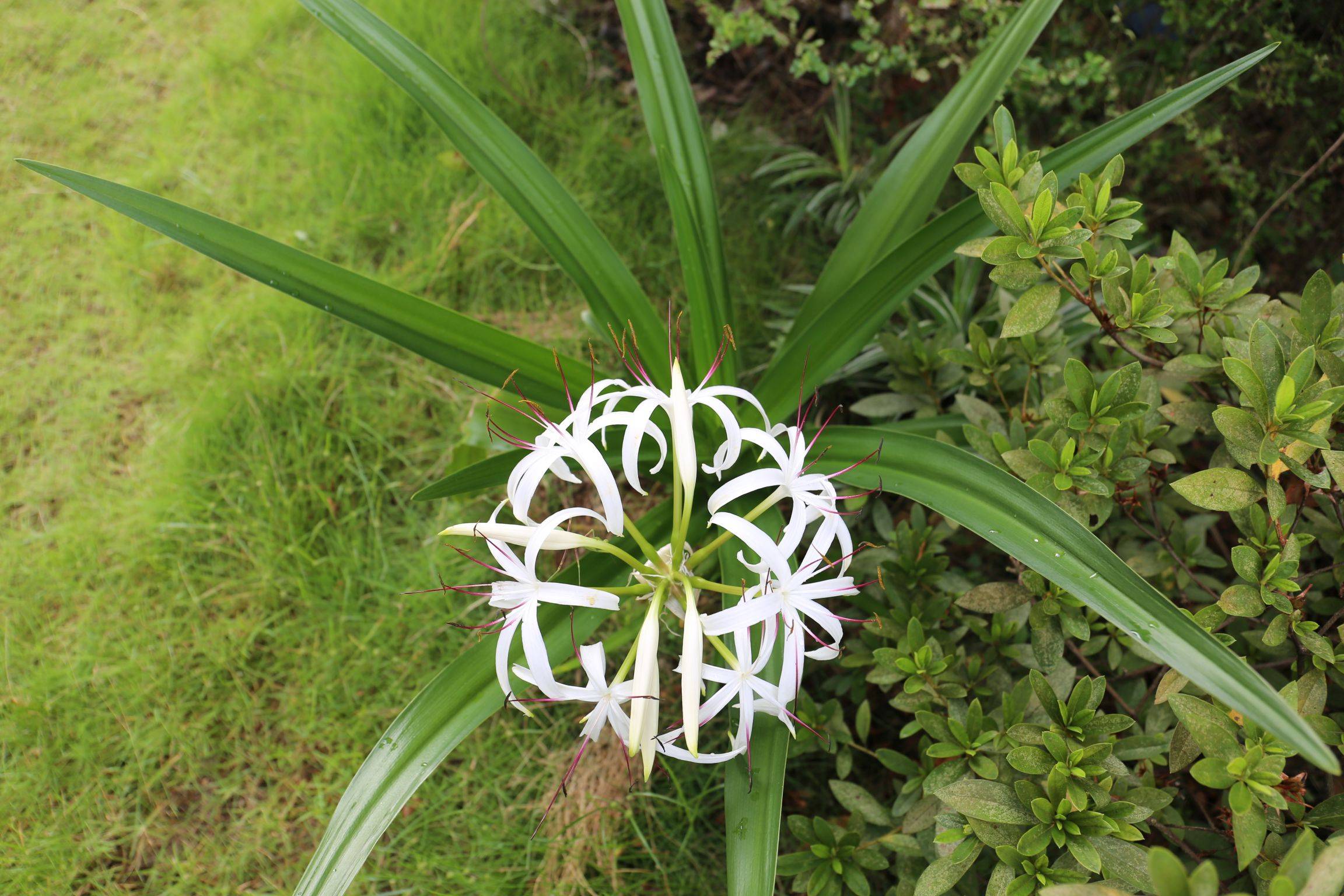 庆元植物1271石蒜科文殊兰属文殊兰