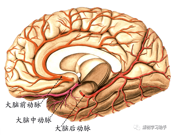 解剖&影像 | 颅底和脑的血管_动脉