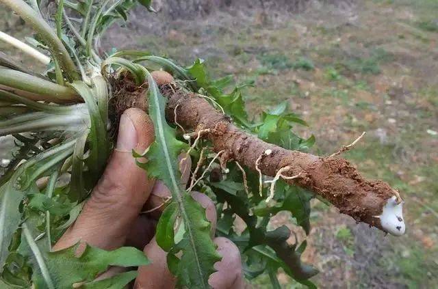 2,硕参根硕参,又叫菊苣,苦苣,金兰菊等,也是药食两用的食材.