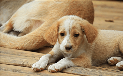 家里土狗不吃饭怎么办