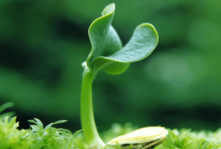 實不相瞞：下半年，桃花運超旺，多福多財，富貴平安的屬相 星座 第1張