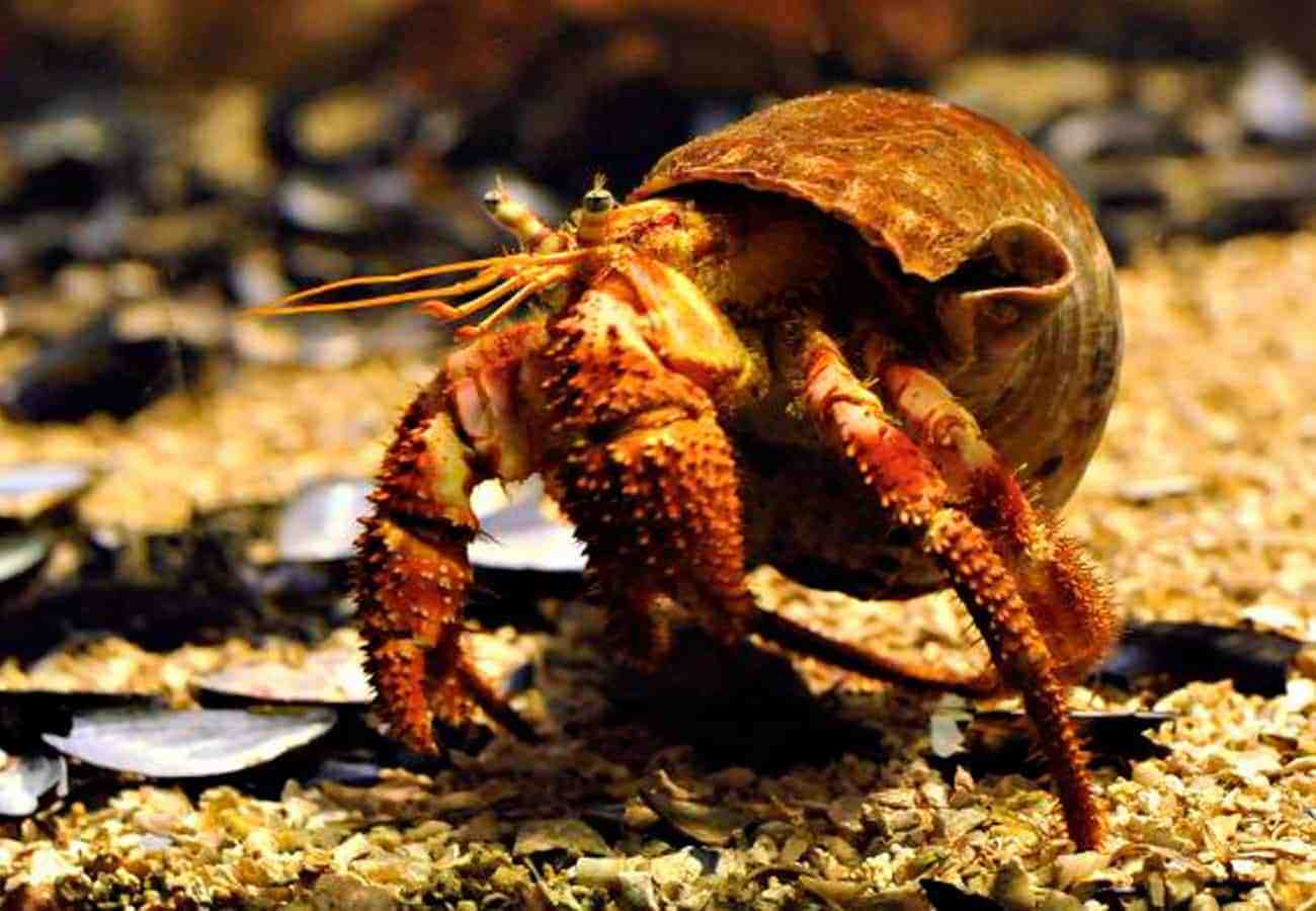 螃蟹控速来:世界上还有这么多美味的螃蟹
