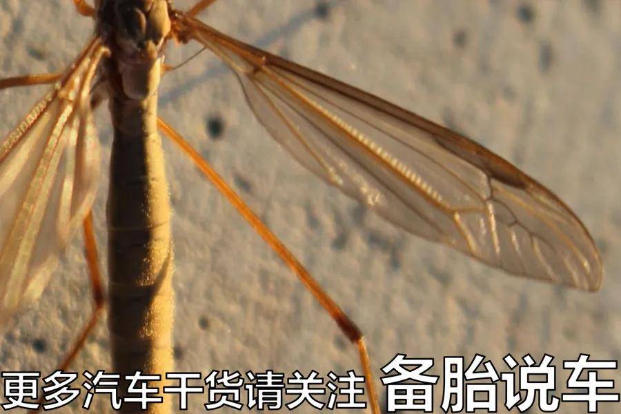 车什么螳成语_马的标志是什么车