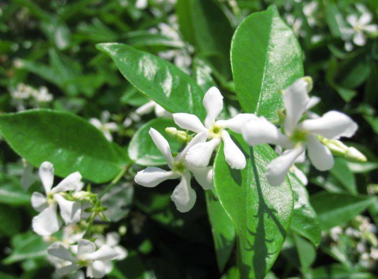 茉莉花最好的肥料是什么肥料 95b51575bd2c4564b89437f0e4375047.jpeg