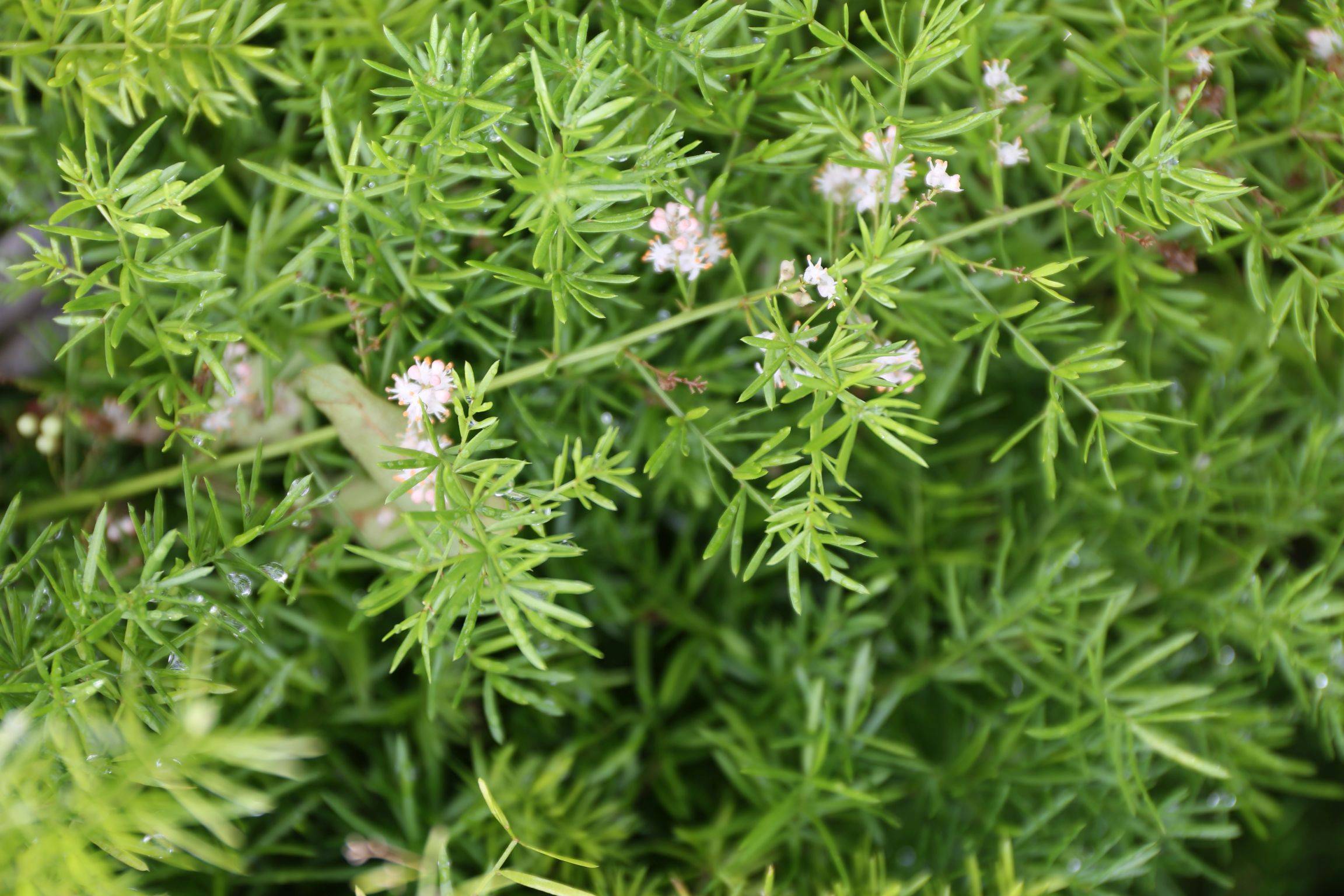 庆元植物1275百合科天门冬属非洲天门冬