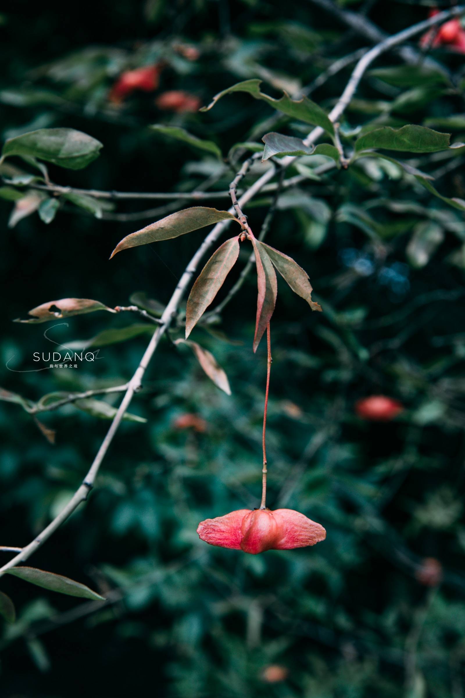 秦岭|秦岭为何被尊为“中华龙脉”：走进世界最大植物园，大自然之敬畏