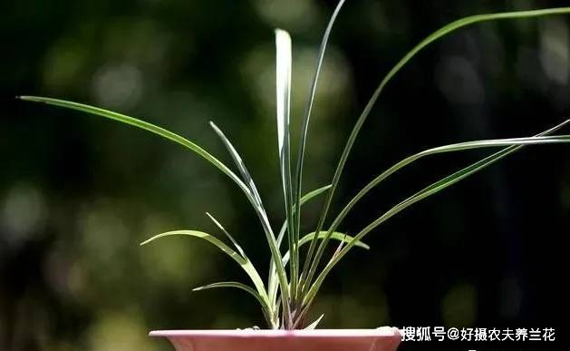 什么季节种兰花最好 5b25012cc23f4335add4174dfe7eefea.jpeg