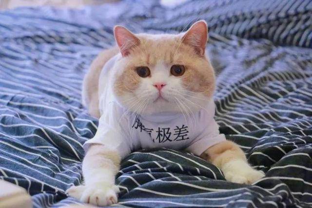 猫咪脾气不好怎么办