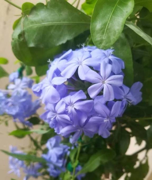 夏天种什么花好 4d2ee5b679364c4f942515bcae1e7f59.jpeg