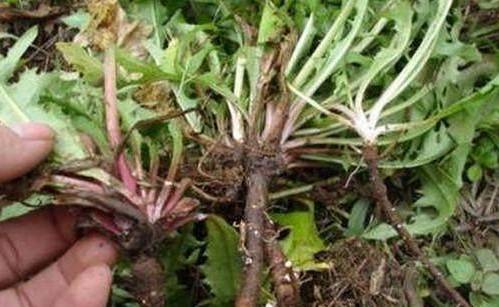 夏草的功效和作用 d7fa3da9be2d4a5793c6b6d6adf3f84e.jpeg