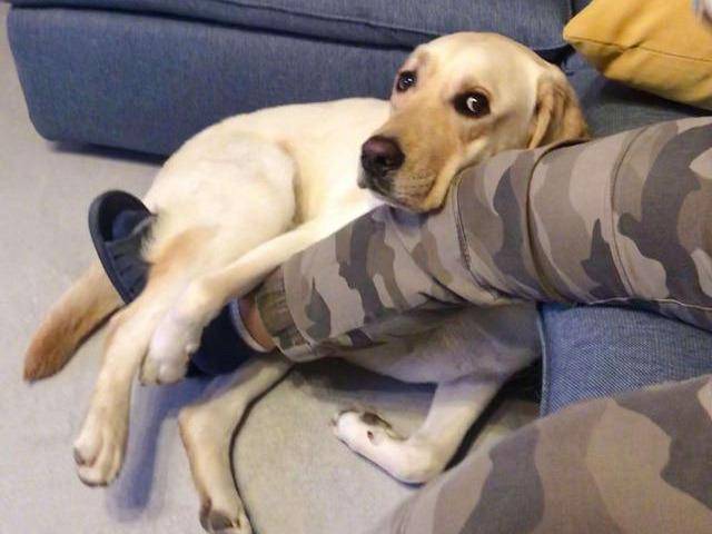 瑟瑟发抖的小狗 771e5ed2eb3a445bb556ea3b31a03686.jpeg