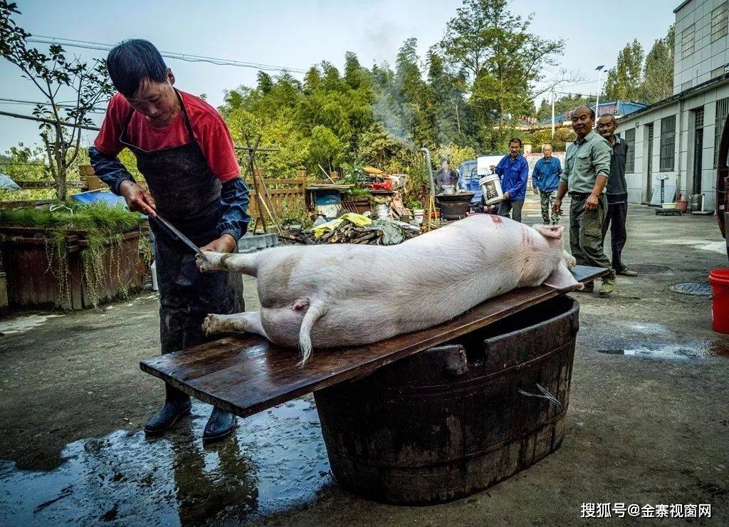 在嘶嚎中就被抬上了案板,将它四肢捆住,老练的杀猪匠就开始了整套流程