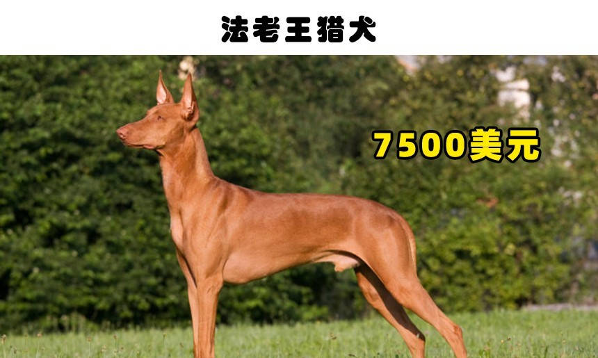 2,法老王猎犬:7500美元