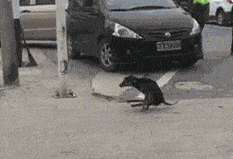 人狗车猜成语_看图猜成语(2)
