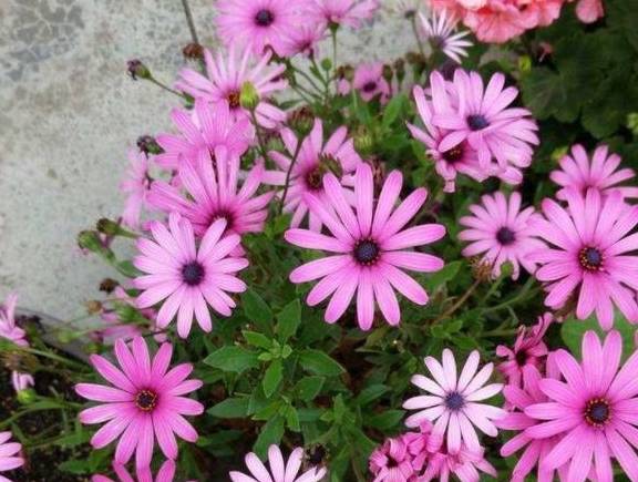 松果菊什么季节种最好 f34ba7e099ef403ea4f4cefaf9c1297c.jpeg