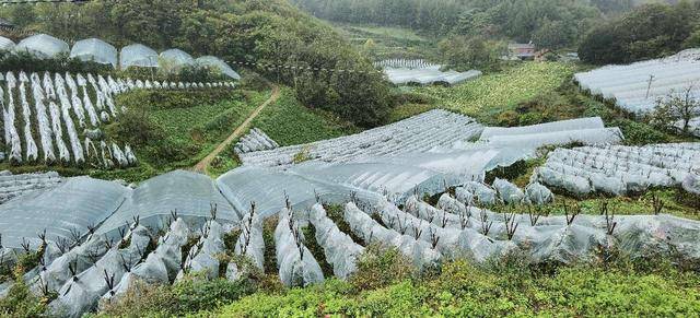 湖北长阳:高山农民给蔬菜建"房子,3个作用化解种菜难_家坪村