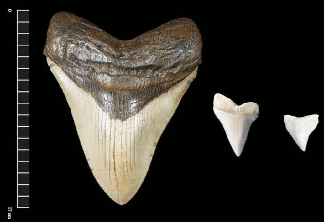 原创巨大的鲨鱼牙齿化石,暴露了它们的这些秘密