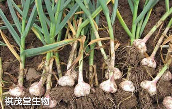 熟蒜功效与禁忌 113f7e55573d4c3bae79997d9c857ee1.jpeg