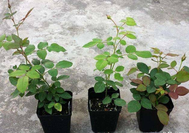 悄悄告诉你，网购花卉，遇到“3种花”别下手，少走弯路少花钱