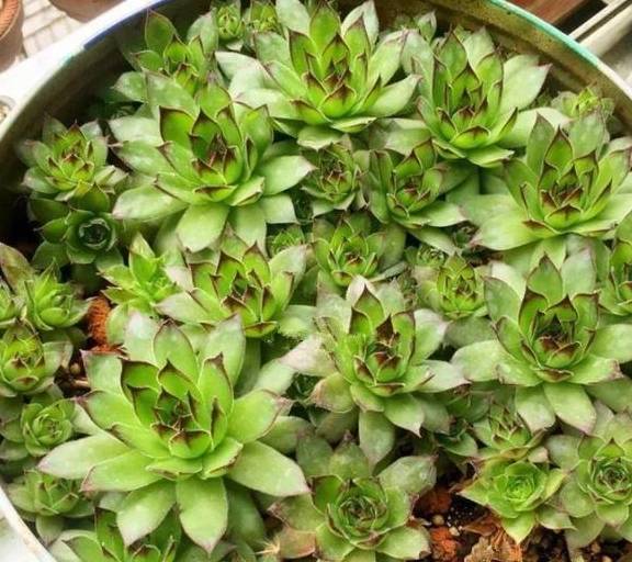 多肉叶插苗怎么养长得快 2524a97511164a84a80854808c17c99d.jpeg