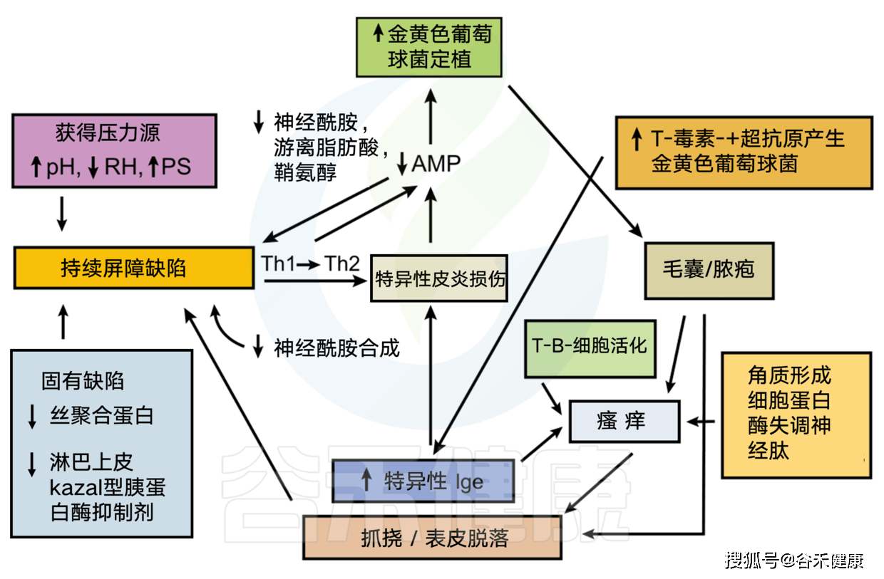 微生物群对三大过敏性疾病发展的影响