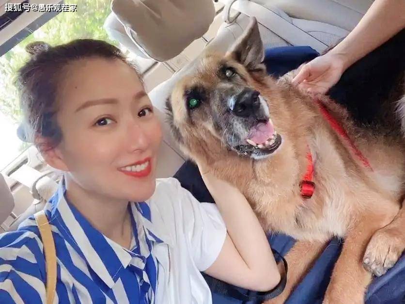 郑秀文写长文悼念爱犬，许志安久违露面，丁克