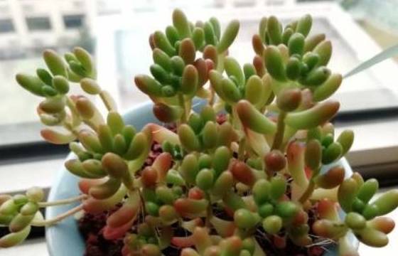 多肉种植土壤配比 87f1933064804724a301e46adfb6d7c3.jpeg